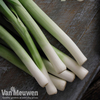 Leek 