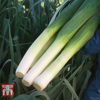 Leek 