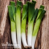 Leek 