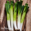 Leek 