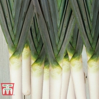 Leek 