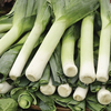 Leek 