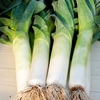 Leek 
