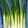 Leek 