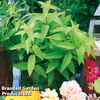 Lemon Verbena 