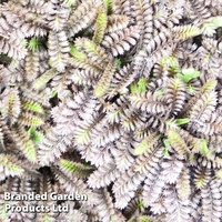 Leptinella squalida 