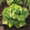 Lettuce 