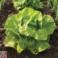 Lettuce 