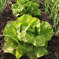 Lettuce 