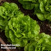 Lettuce 