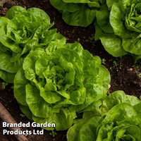 Lettuce 