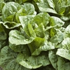 Lettuce 