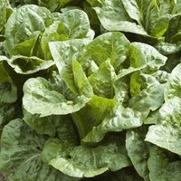Lettuce 