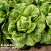 Lettuce 