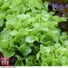 Lettuce 