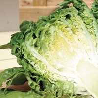 Lettuce 