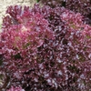 Lettuce 