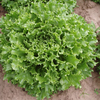 Lettuce 