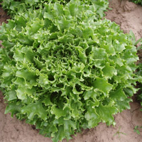 Lettuce 