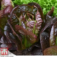 Lettuce 