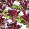 Lettuce 