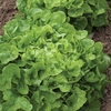 Lettuce 