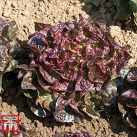 Lettuce 