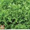 Lettuce 
