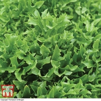 Lettuce 