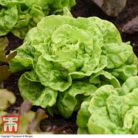 Lettuce 