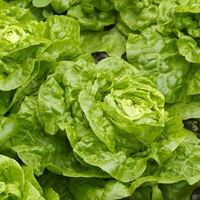 Lettuce 