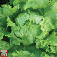 Lettuce 