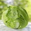 Lettuce 