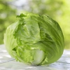 Lettuce 