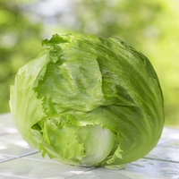 Lettuce 