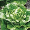 Lettuce 