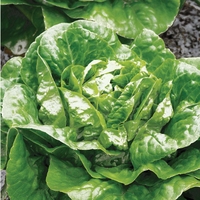 Lettuce 