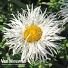 Leucanthemum 