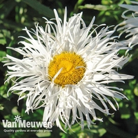 Leucanthemum 