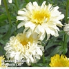 Leucanthemum 