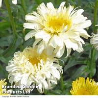 Leucanthemum 