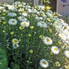 Leucanthemum x superbum 