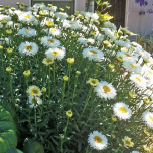 Leucanthemum x superbum 
