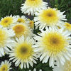 Leucanthemum x superbum 
