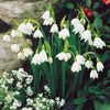 Leucojum 
