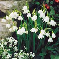 Leucojum 