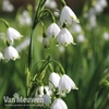 Leucojum 