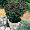 Leucothoe axillaris 