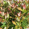 Leucothoe 