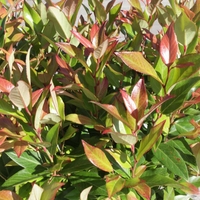 Leucothoe 